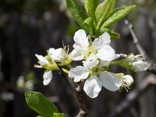 Fototapeta premium It's spring. Lush blooms spring garden. Clear sunny day. Bright blue sky. Luxuriously blooming fruit trees. Cherry blossoms. Armfuls of white flowers on the branches.