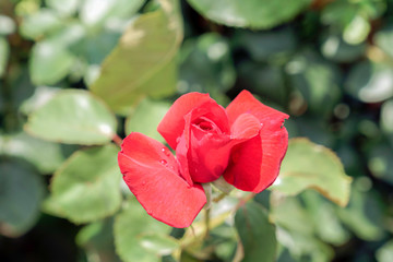 赤色のばら