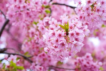 Kawazu cherry blossoms : full blooming
