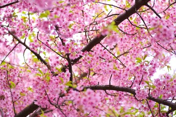 Obraz premium Kawazu cherry blossoms : full blooming