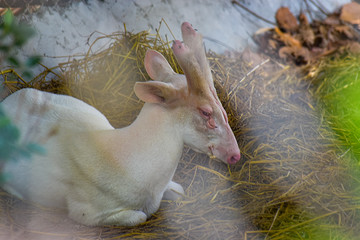 Close-up of Albino Common Barking Deer sitting on dry straw in farm