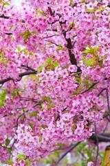 Kawazu cherry blossoms : full blooming