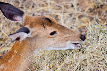 Close-up of Axis deer eating dried grass in garden.
