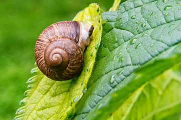 Snail on the green leaf