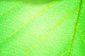 Close-up of fresh green leaf for background concept