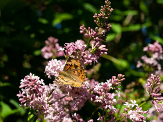 Butterfly on a lilac branch on a sunny day. Blurred green background.