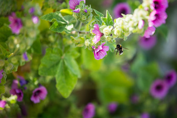 Bumble bee gathering honey from a purple flower