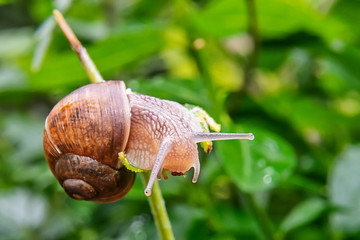 Snail on a twig close up
