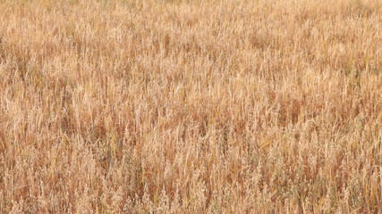 Oat field as nature background.