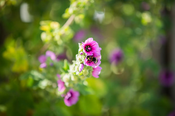Bumble bee gathering honey from a purple flower