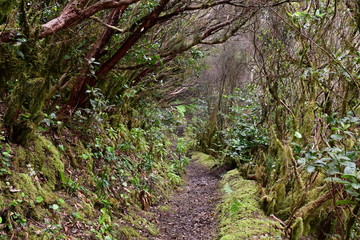 Bosque de laurisilva en ÇTenerife
