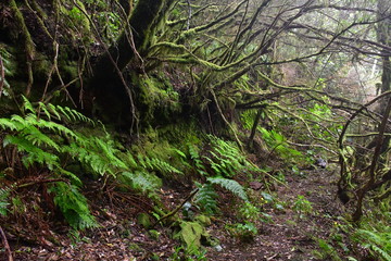 Bosque de laurisilva en ÇTenerife