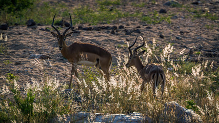 Two Impala in backlit grass in Kruger National park, South Africa ; Specie Aepyceros melampus family of Bovidae
