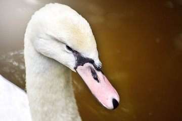 Close-up of Mute swan (Cygnus olor) in the lake