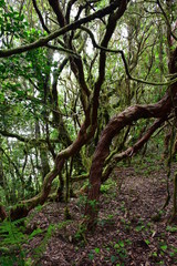 Bosque de laurisilva en ÇTenerife