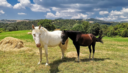 cavallo bianco e cavallo nero in campagna 