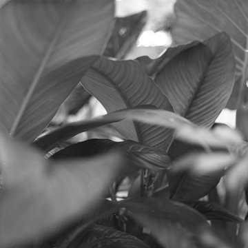 Plants in Venice, CA