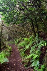 Bosque de laurisilva en ÇTenerife
