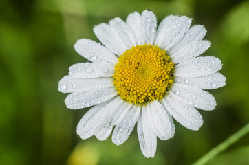 Fototapeta premium Big white and yellow flower chamomile. Close up.