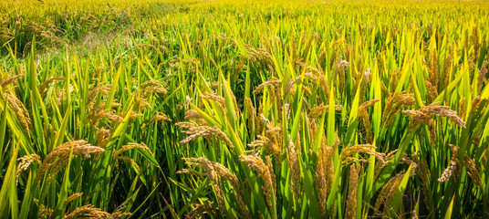 Wheat ears close-up in the sun. Immature wheat in the field and in the morning sun. Wheat in warm sunlight. Sun shine at wheat.
