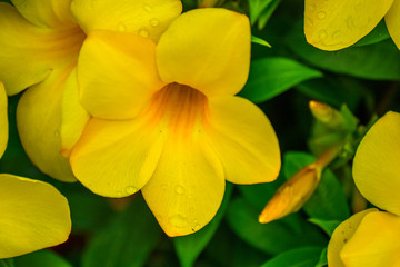 Fresh dew on yellow flower in garden
