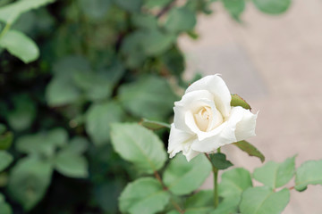 白色のばら