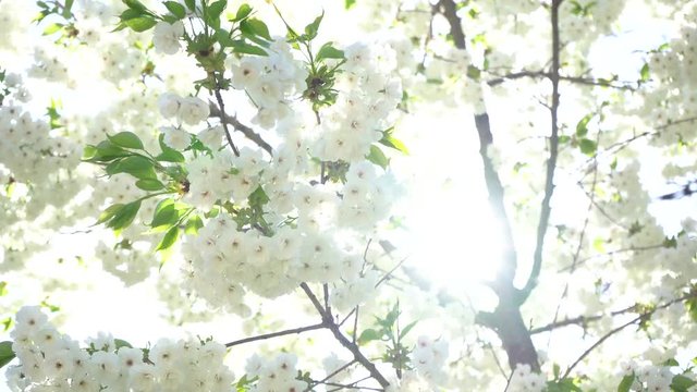 Bl&uuml;ten im Fr&uuml;hling in 4K