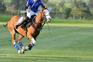 One Polo Horse Player Riding,Action of Horse Polo Player and Ponies in Match.