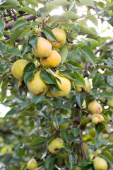Fresh juicy pears on pear tree