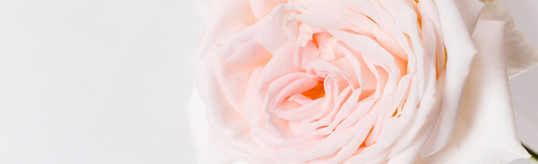 Romantic banner, delicate white pink rose flowers close-up. Fragrant pink petals