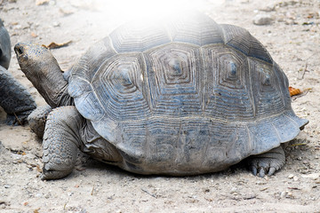 Sulcata tortoise, african spurred tortoise in farm