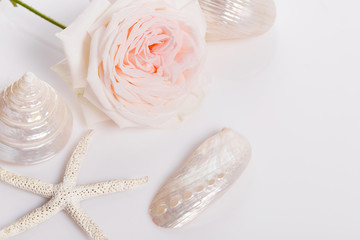 Romantic banner, delicate white pink rose flowers close-up. Fragrant pink petals