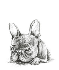 Pencil drawing dog. Pug, bulldog, galgo sketches.