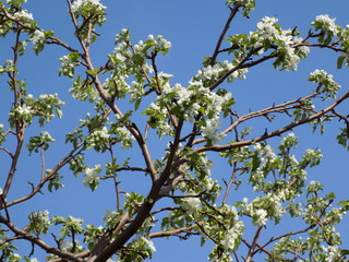 It's spring. Lush blooms spring garden. Clear sunny day. Bright blue sky. Luxuriously blooming fruit trees. Beautiful unusual flowering. Armfuls of white flowers on the branches.