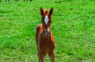 Little brown foal in green grass pasture