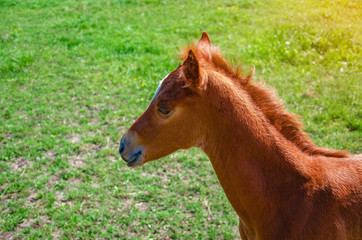 Naklejka na ściany i meble Little brown foal in green grass pasture