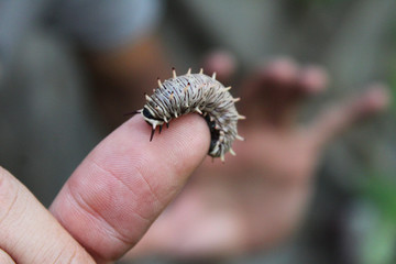 Black and brown caterpillar on a finger