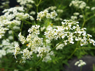 Fototapeta premium white flowers in the field