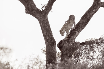 Leopard in Kruger National park, South Africa