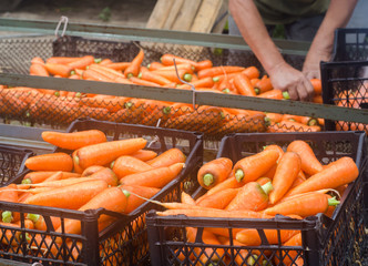 The farmer washes of the soil from freshly harvested carrots. Eco friendly products. Agriculture. Farming. Agro-industry. Ukraine, Kherson region. Harvest. Seasonal work. Selective focus