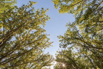 The tops of the trees