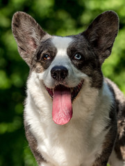 Beautiful grey corgi dog with different colored eyes