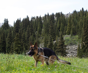 German shepherd has a great time in the mountains and breathes fresh air