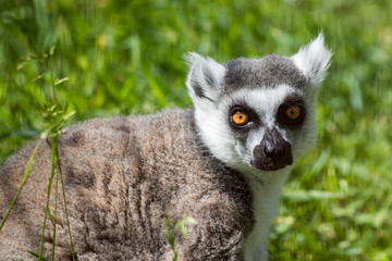 Ring-Tailed Lemur closeup portrait, Lemur catta, a large gray primate with golden eyes