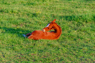 little foal of red color runs on the green grass in the pen
