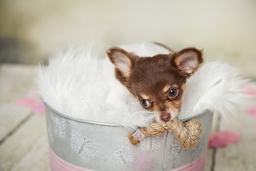 treuer Hund