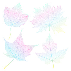 Set colored leaves on white. Vector illustration. EPS 10.