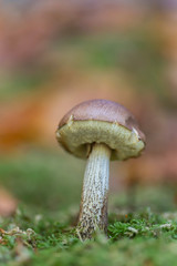 Mushroom