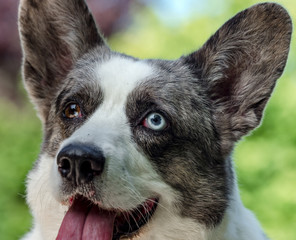 Beautiful grey corgi dog with different colored eyes