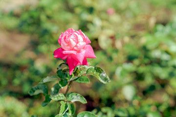 ピンク色のばら